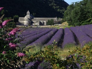 Abbaye_de_Sénanque_(Gordes-Vaucluse)_vue_du_Nord